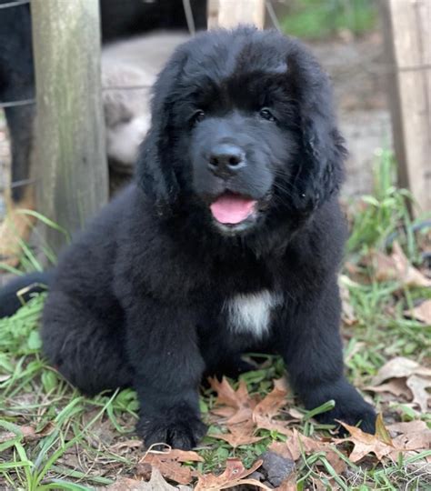 Once they&x27;re done growing, you can also try things like running with your dog, hiking with them, playing frisbee, etc. . Newfoundland puppies for sale massachusetts